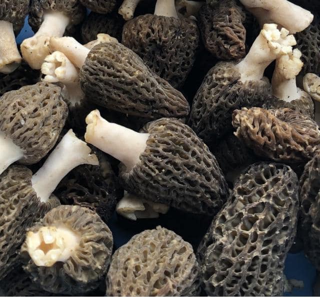 Des morilles produites en Belgique