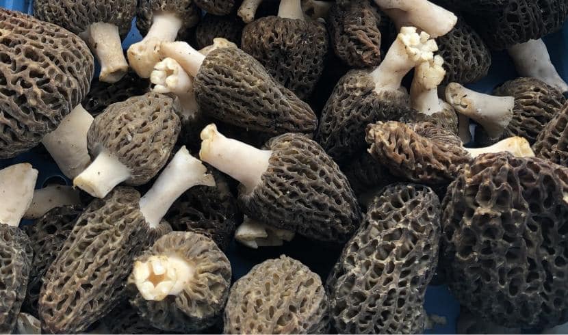 Des morilles produites en Belgique