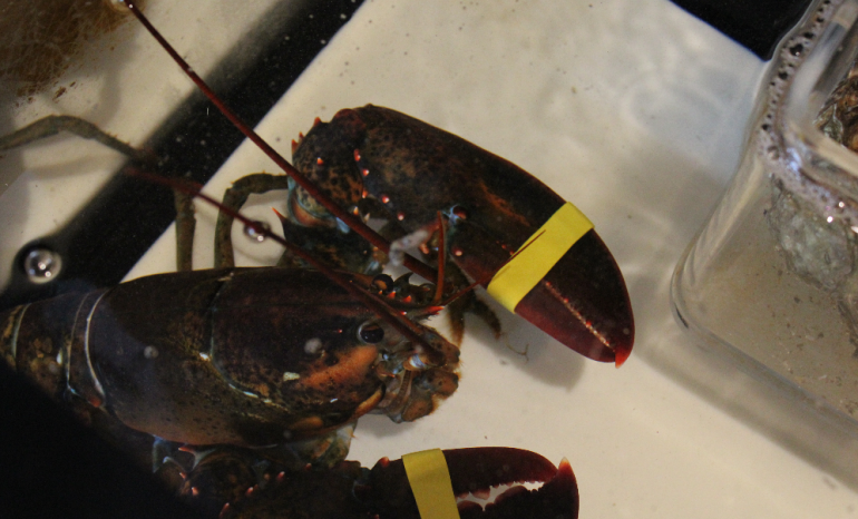 Aux 9 Tilleuls, restaurant à Silly