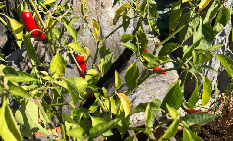 Le Pavillon Rose, restaurant à Ans