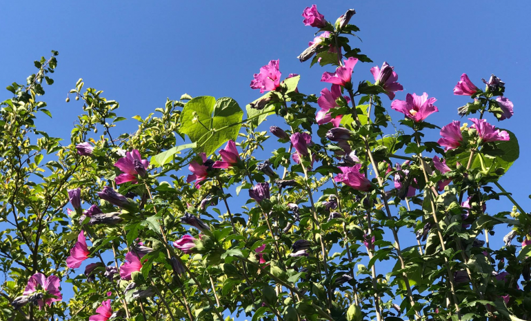Le Pavillon Rose, restaurant à Ans
