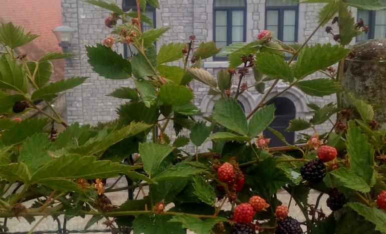 Les Montagnards, restaurant à Sosoye (Anhée)